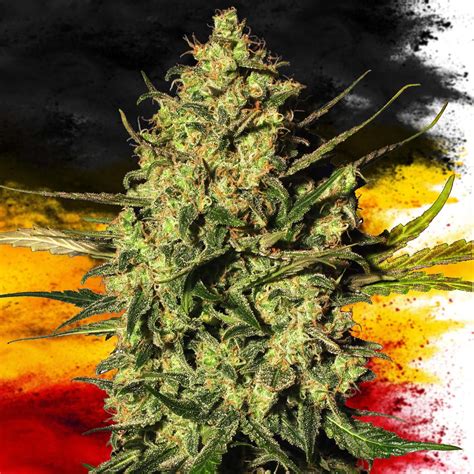 sensi seeds kontakt deutschland|sensi seeds login.